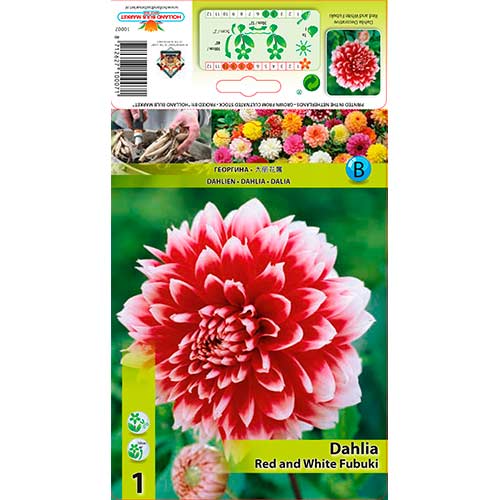 Dālija Red and White Fubuki interface.image 1 interface.art 76220