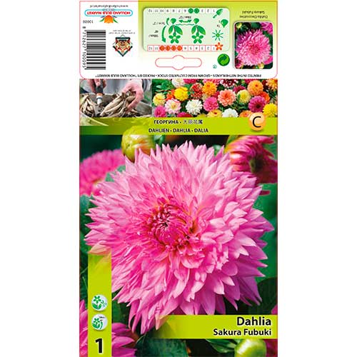 Dālija Sakura Fubuki interface.image 1 interface.art 76221