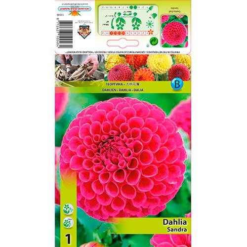 Dālija Sandra interface.image 1 interface.art 76576