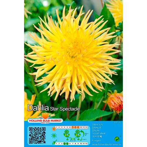 Dālija Star Spectacle interface.image 1 interface.art 76428