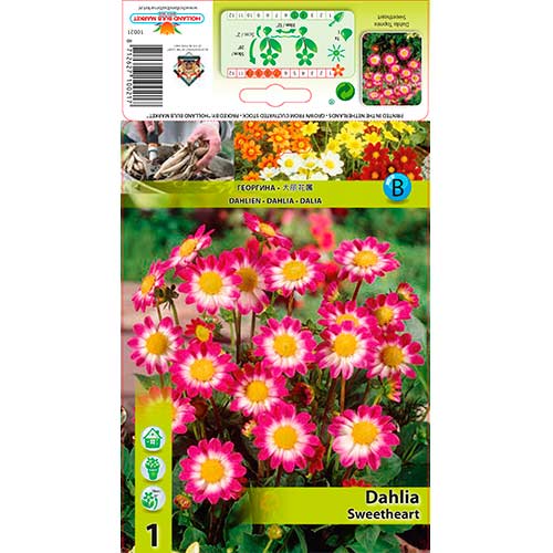 Dālija Sweetheart interface.image 1 interface.art 76577