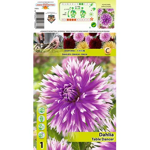 Dālija Table dancer interface.image 1 interface.art 70382