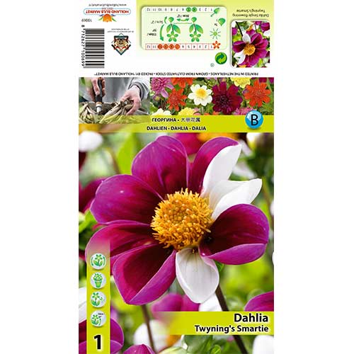 Dālija Twyning‘s Smartie interface.image 1 interface.art 70383