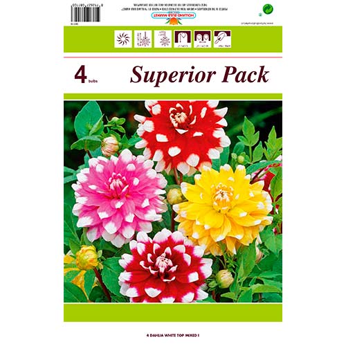 Dālija White Top Mixed interface.image 1 interface.art 76431