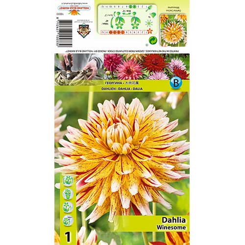 Dālija Winesome interface.image 1 interface.art 70481