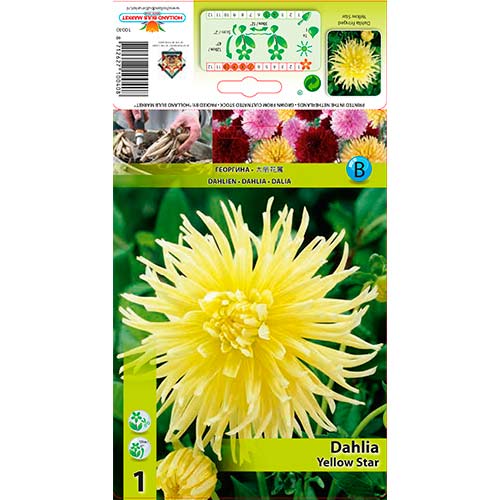 Dālija Yellow Star interface.image 1 interface.art 76432