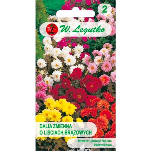 Dālijas Diablo, maisījums Legutko interface.image 1 interface.art 69579