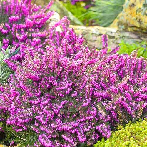 Dārbišīras ērika Kramer's Rote interface.image 1 interface.art 76690