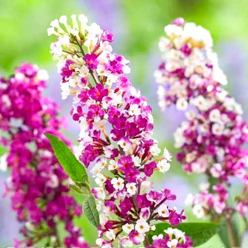Dāvida Budleja (Buddleja Davidii) Berries Cream interface.image 1 interface.art 77802