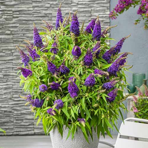 Dāvida Budleja (Buddleja Davidii) Little Purple interface.image 1 interface.art 77803