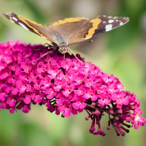 Dāvida budleja Royal Red, P9 interface.image 1 interface.art 9011