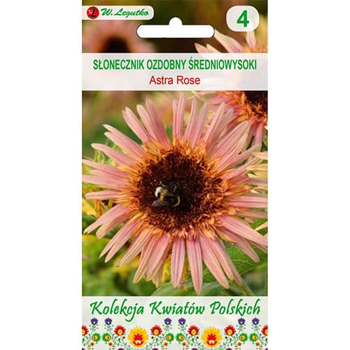 Dekoratīvā saulespuķe Astra Rose - balta interface.image 1 interface.art 96748