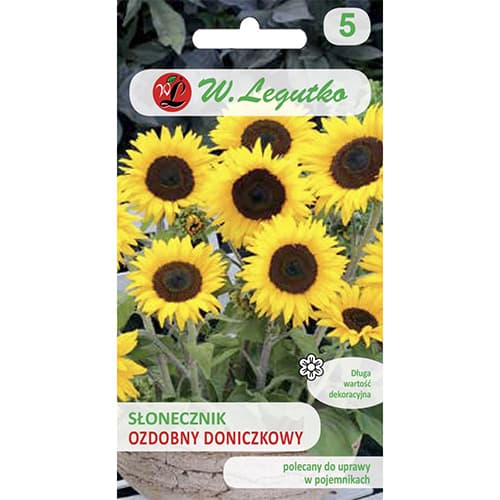 Dekoratīvā saulespuķe Polino Cola - zeltaini dzeltena ar tumšu centru interface.image 1 interface.art 69627