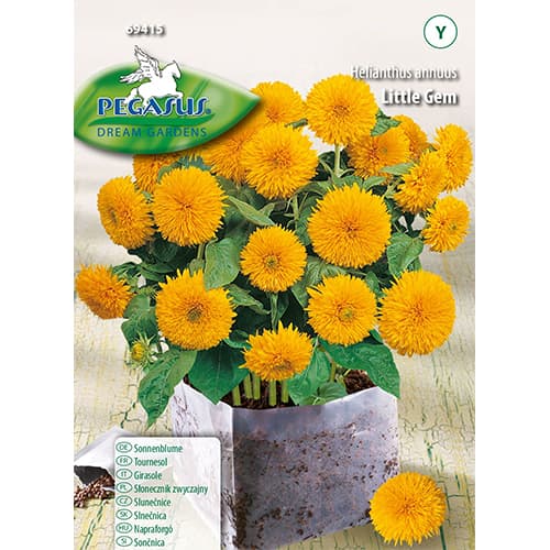 Dekoratīvās saulespuķes Little Gem Kiepenkerl interface.image 1 interface.art 96578