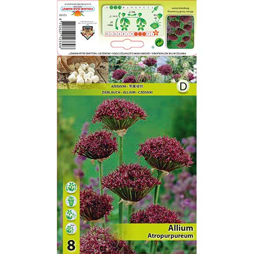 Ķiploki (Allium) Atropurpureum interface.image 1 interface.art 68053