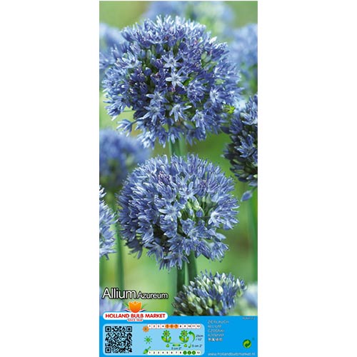 Ķiploki (Allium) Azureum interface.image 1 interface.art 67570