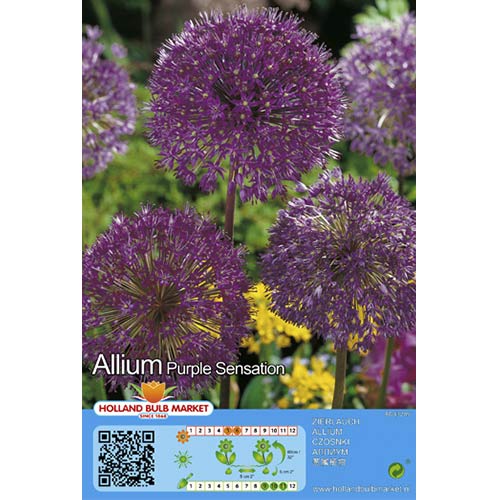 Ķiploki (Allium) Purple Sensation interface.image 1 interface.art 67301