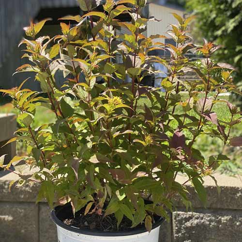 Djervila Kodiak Red ®, С3 interface.image 1 interface.art 8525