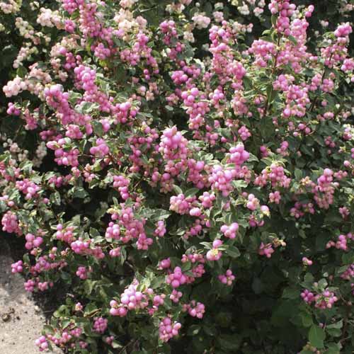 Dorenbosa sniegoga Amethyst, С2 interface.image 1 interface.art 8583