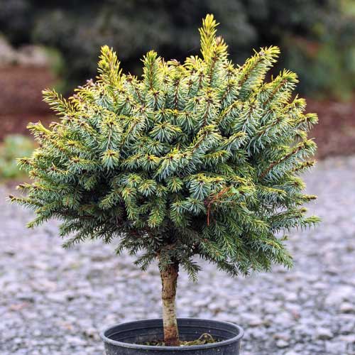 Egle Peve Tijn, C5 interface.image 1 interface.art 8249