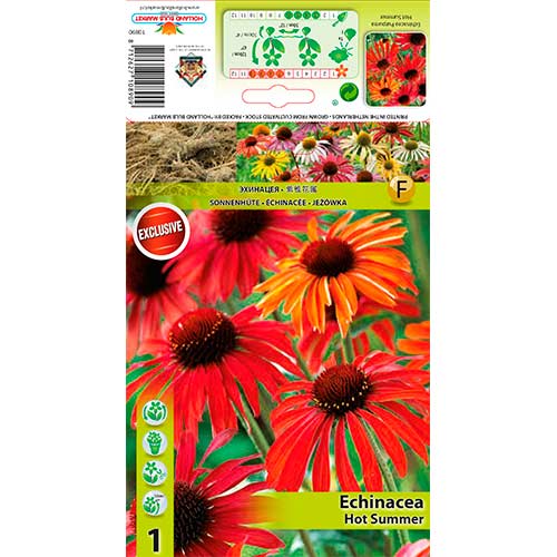 Ehinācijas (Echinacea) Hot Summer interface.image 1 interface.art 76627