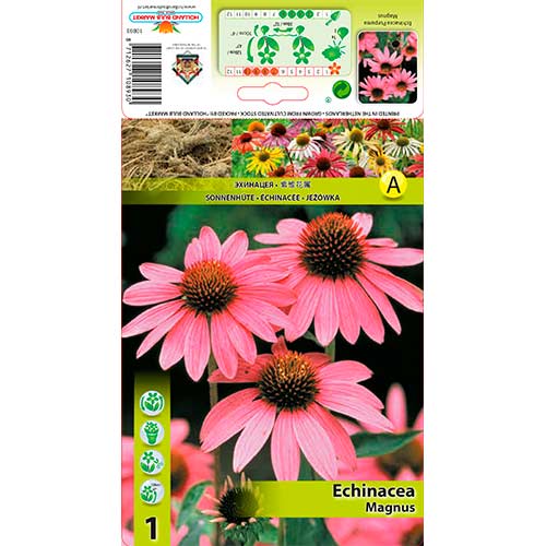Ehinācijas (Echinacea) Magnus interface.image 1 interface.art 76625