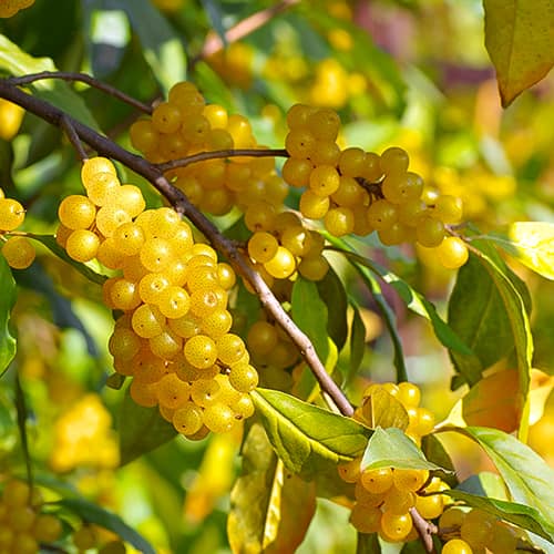 Elaeagnus umbellata Pointilla Fortunella®, С2 interface.image 1 interface.art 7770