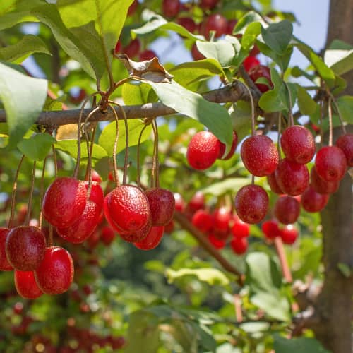 Elaeagnus umbellata Pointilla Sweet'N'Sour®, С2 interface.image 1 interface.art 7771