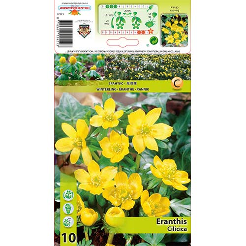 Erante Cilicica interface.image 1 interface.art 70313