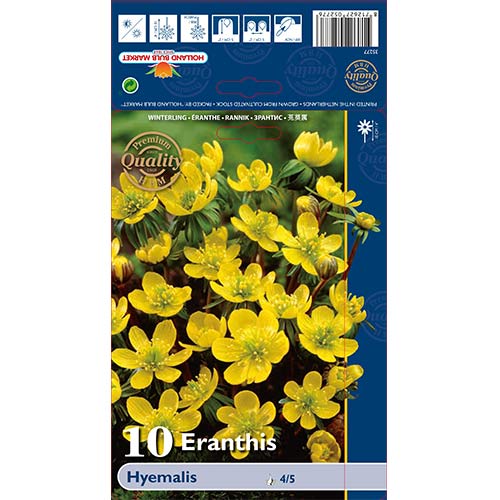 Erante Hyemalis interface.image 1 interface.art 68052