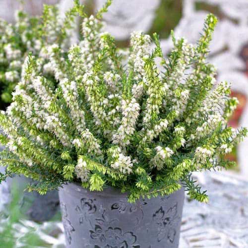 Ērika White Perfection interface.image 1 interface.art 76691