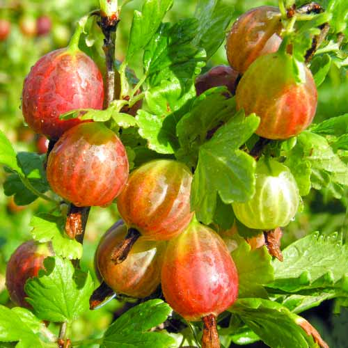 Ērkšķoga Achilles interface.image 1 interface.art 5830