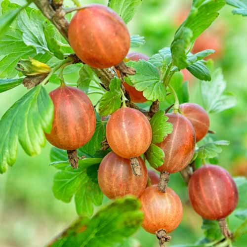 Ērkšķoga bez ērkšķiem Captivator interface.image 1 interface.art 7593