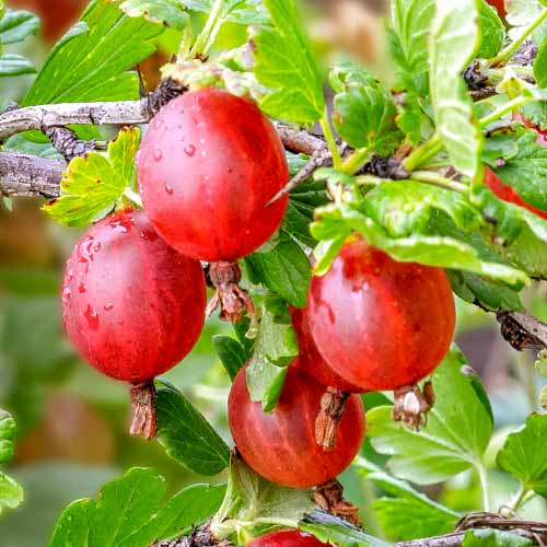 Ērkšķoga bez ērkšķiem Spinefree interface.image 1 interface.art 7648