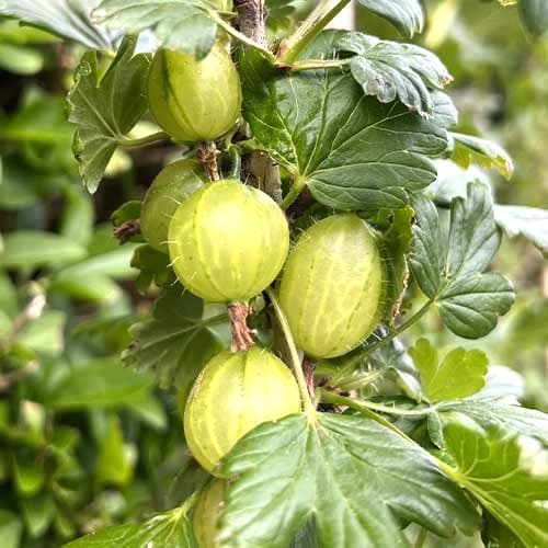 Ērkšķoga Invicta interface.image 1 interface.art 7647