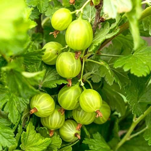 Ērkšķoga Mucurines interface.image 1 interface.art 7646