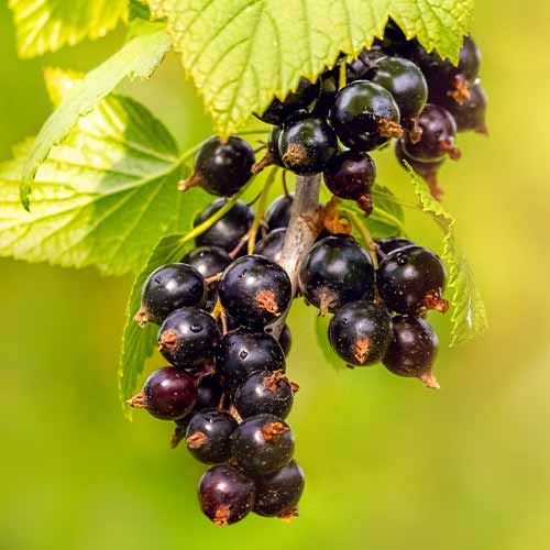 Ērkšķogas interface.image 1 interface.art 5834