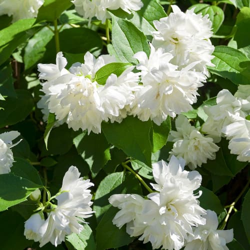 Filadelfs Manteau d'Hermine interface.image 1 interface.art 2038