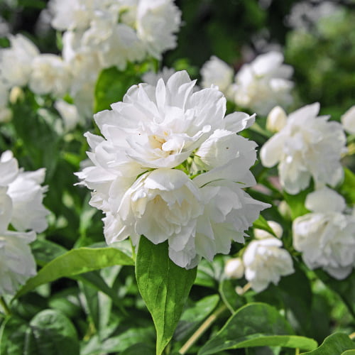 Filadelfs Minesota Snowflake interface.image 1 interface.art 2039