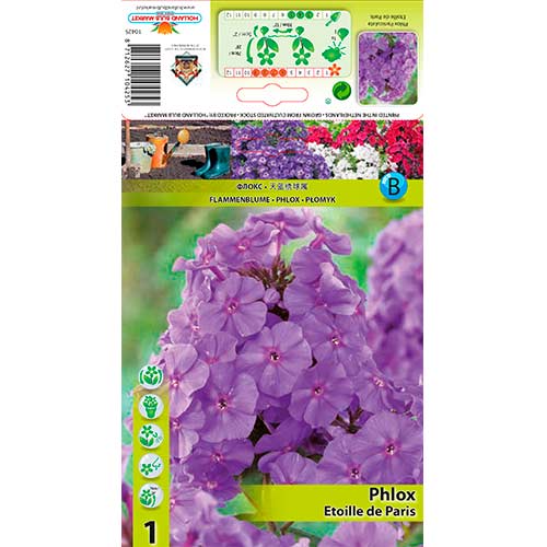 Flokši Paniculata Etoille de Paris interface.image 1 interface.art 76347