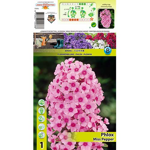 Flokši Paniculata Miss Pepper interface.image 1 interface.art 70446