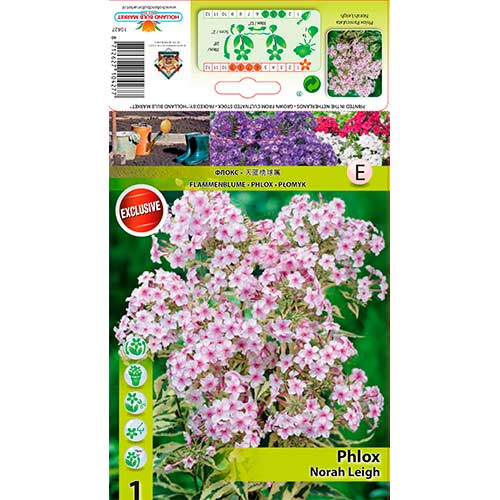 Flokši Paniculata Nora Leigh interface.image 1 interface.art 70447