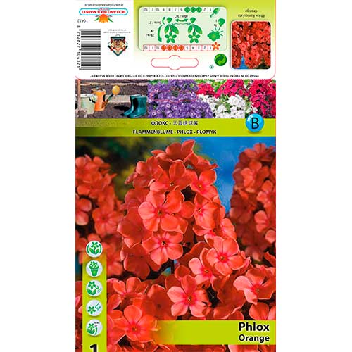 Flokši Paniculata Orange interface.image 1 interface.art 76617