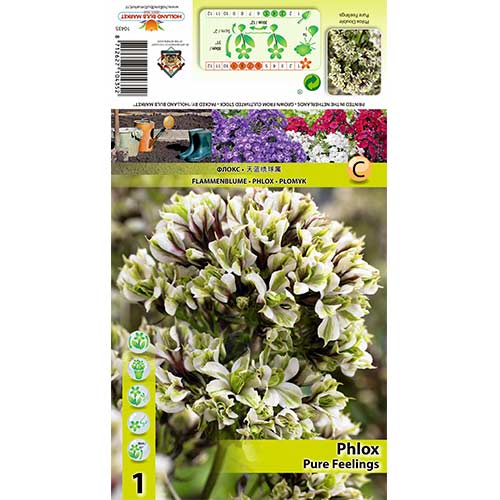 Flokši Paniculata Pure Feelings interface.image 1 interface.art 70448