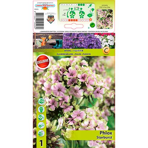 Flokši Paniculata Starburst interface.image 1 interface.art 76349