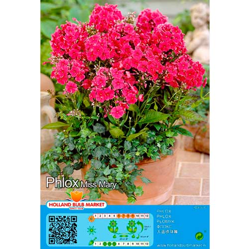 Floksis Miss Mary interface.image 1 interface.art 76490