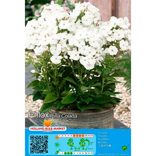 Floksis Pina Colada interface.image 1 interface.art 76492