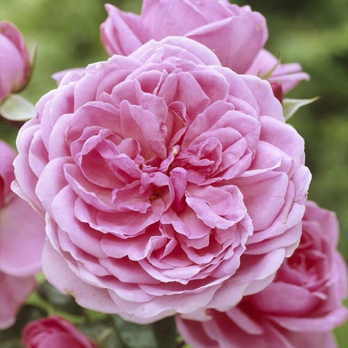 Floribunda roze Berleburg ®, С5 interface.image 1 interface.art 6170