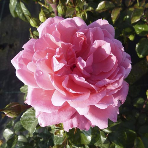 Floribunda roze Berleburg ®, С5 interface.image 2 interface.art 6170