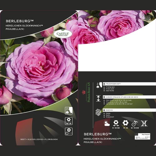 Floribunda roze Berleburg ®, С5 interface.image 3 interface.art 6170